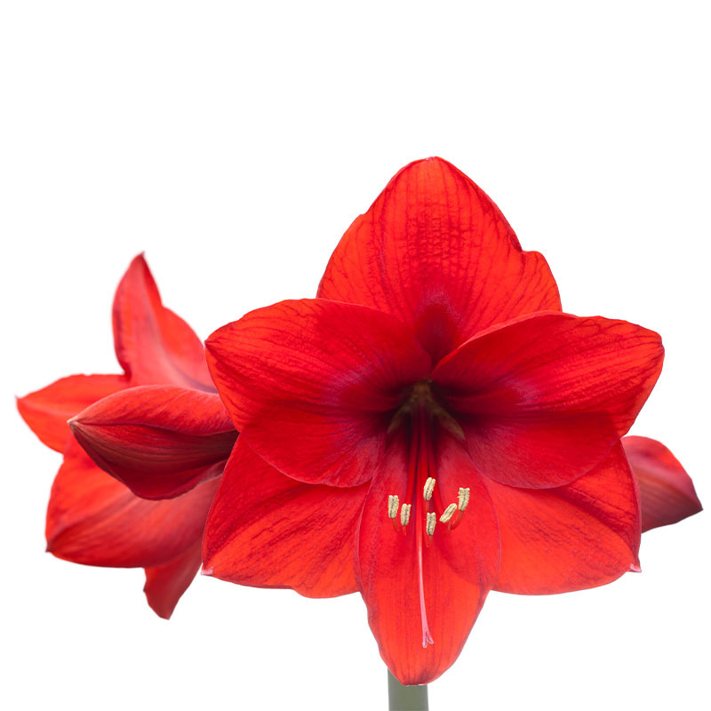 5-stuks-amaryllisbollen-0004-amaryllis-red-flower