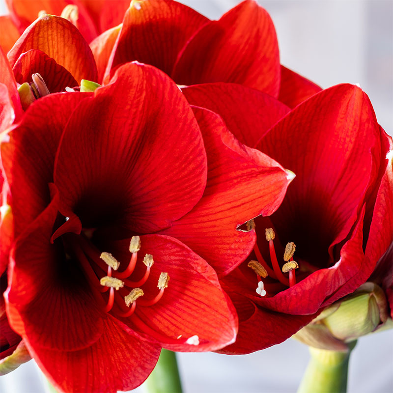 amaryllis-xmas-0001-amaryllis-flower-red-169913663