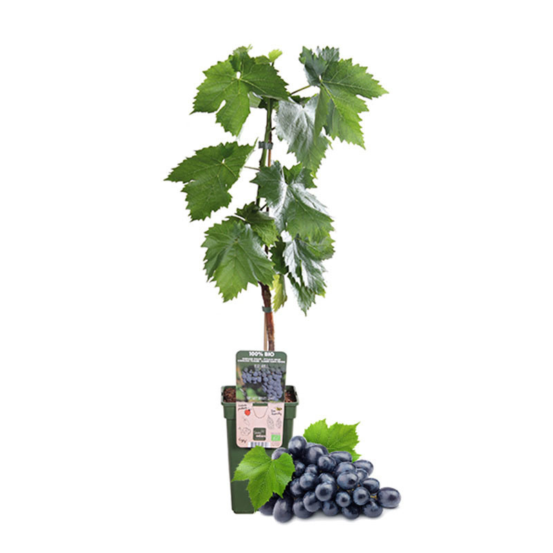 naamloos-1-0000-fruitplant-druif-blauw-19cm-vanaf