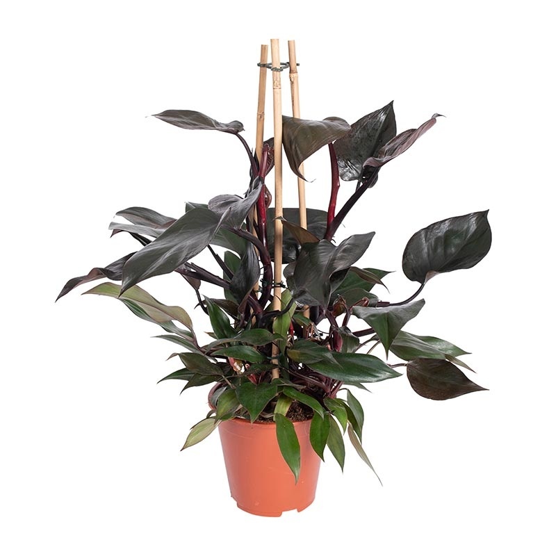 naamloos-2-0000-new-philodendron-ruby-1