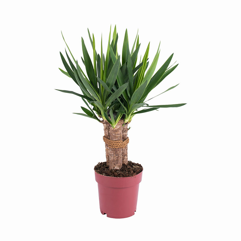 naamloos-2-0005-yucca-tres-can-as-stam-p19-1
