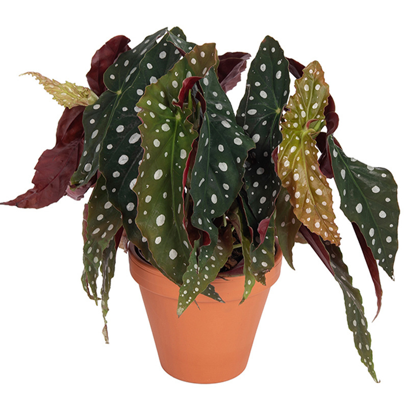 new-begonia-maculata-p14-incl-terracotta-sierpot-2