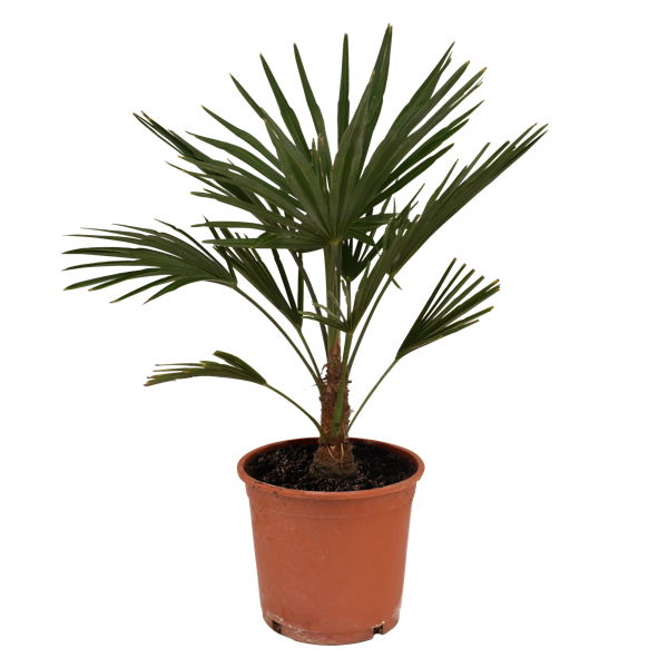 trachfor21-trachycarpus-fortunei-p21-product-image